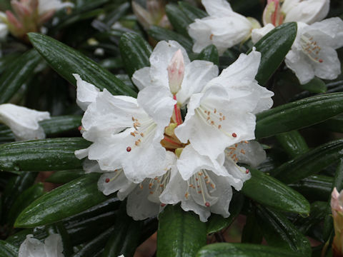 Rhododendron hyperythrum
