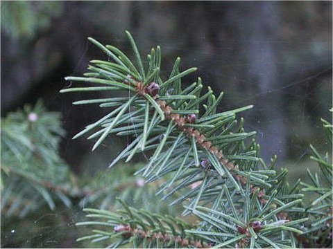 Picea glehnii