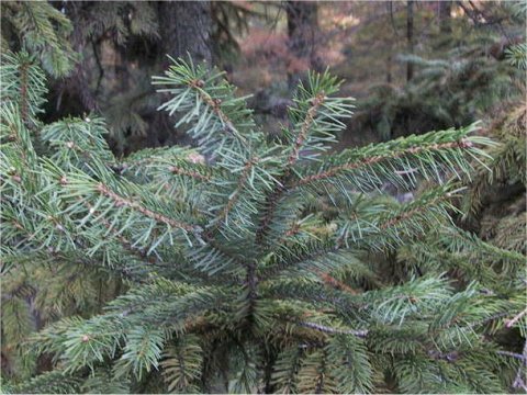 Picea glehnii