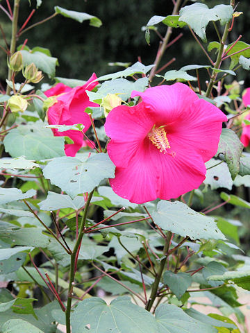 Hibiscus mutabilis cv. Rubra