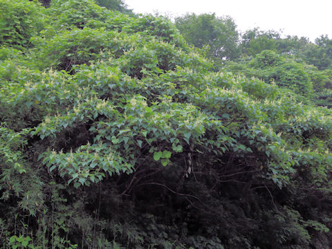 Mallotus japonicus