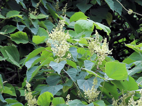 Mallotus japonicus