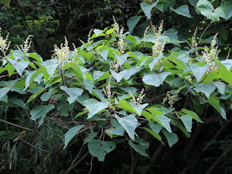 Mallotus japonicus