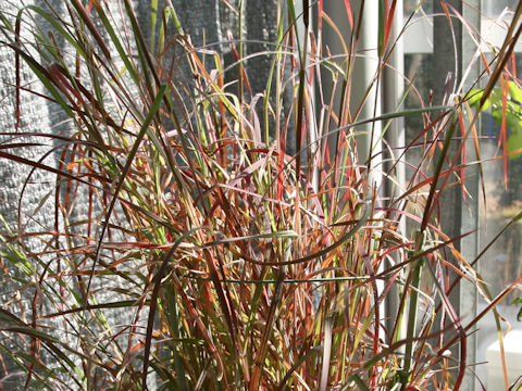 Heteropogon contortus