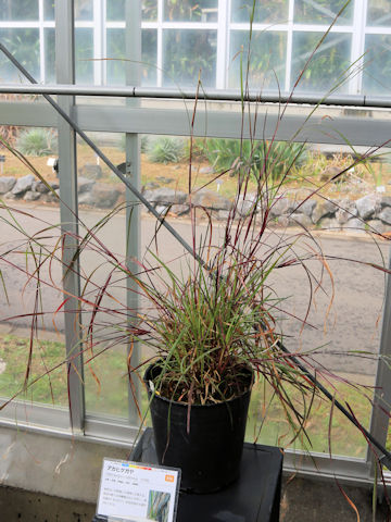 Heteropogon contortus