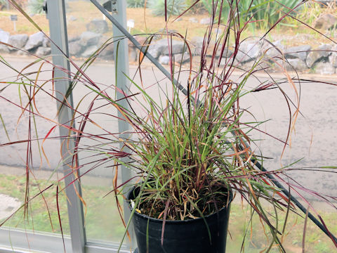 Heteropogon contortus