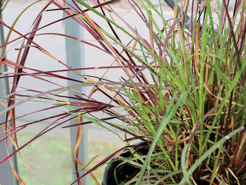 Heteropogon contortus