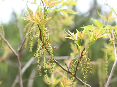 Bischofia javanica