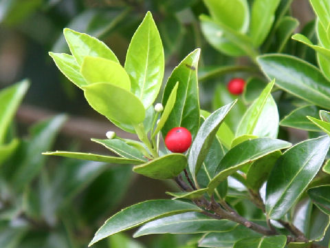 Ilex sugerokii var. brevipedunculata