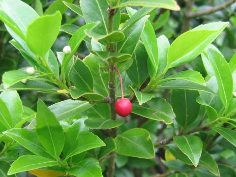 Ilex sugerokii var. brevipedunculata