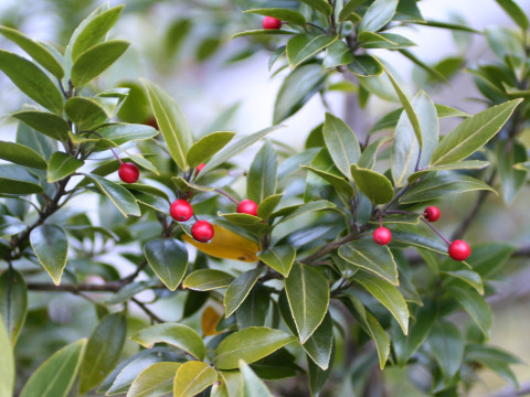 Ilex sugerokii var. brevipedunculata