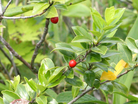 Ilex sugerokii var. brevipedunculata