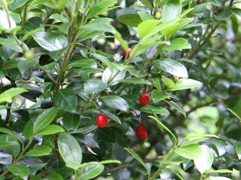 Ilex sugerokii var. brevipedunculata