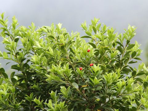 Ilex sugerokii var. brevipedunculata