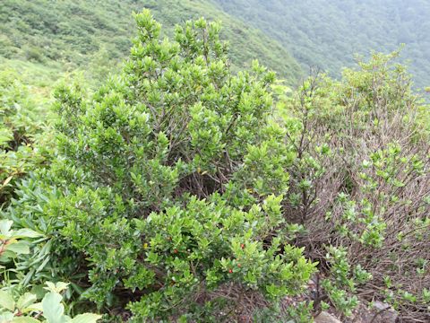 Ilex sugerokii var. brevipedunculata