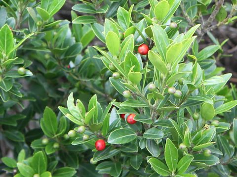 Ilex sugerokii var. brevipedunculata