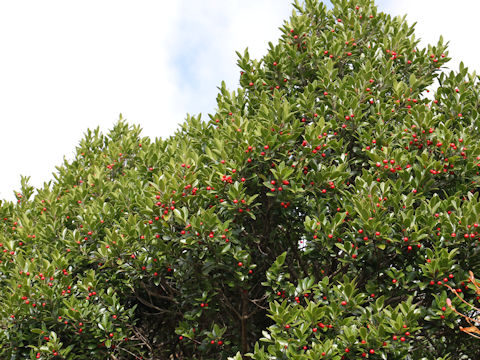 Ilex sugerokii var. brevipedunculata