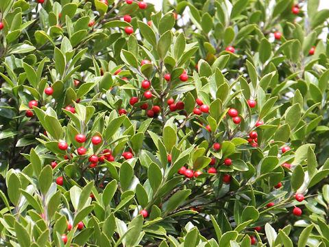 Ilex sugerokii var. brevipedunculata