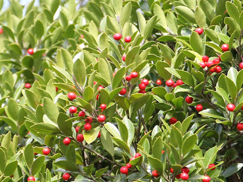 Ilex sugerokii var. brevipedunculata