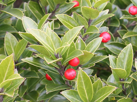 Ilex sugerokii var. brevipedunculata