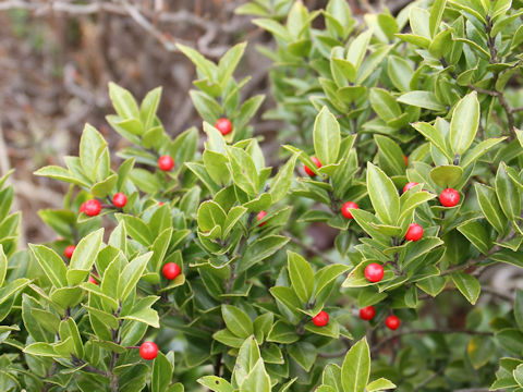 Ilex sugerokii var. brevipedunculata