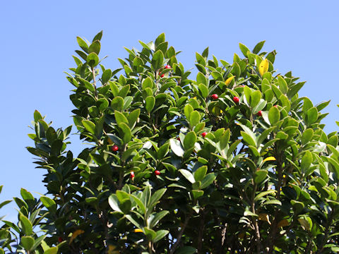 Ilex sugerokii var. brevipedunculata