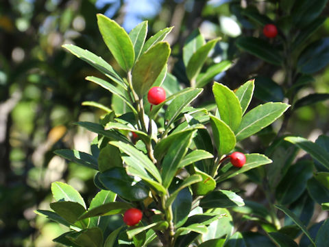 Ilex sugerokii var. brevipedunculata