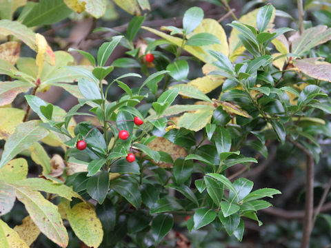 Ilex sugerokii var. brevipedunculata