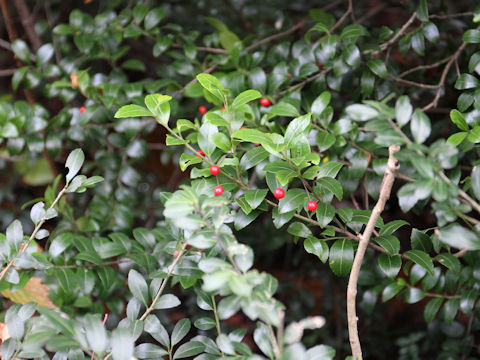 Ilex sugerokii var. brevipedunculata