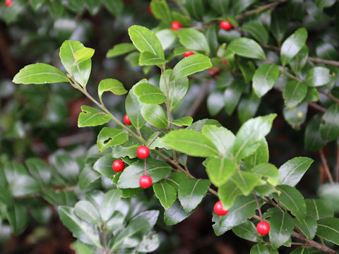 Ilex sugerokii var. brevipedunculata