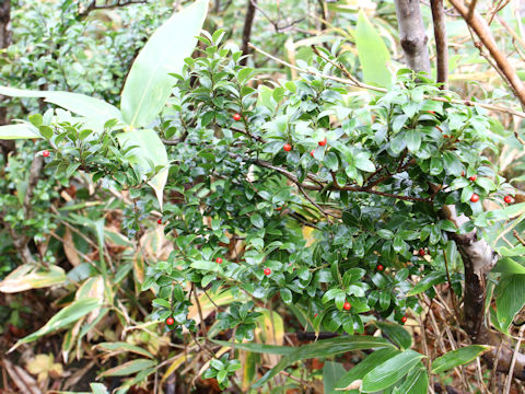 Ilex sugerokii var. brevipedunculata