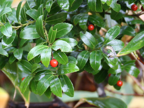 Ilex sugerokii var. brevipedunculata