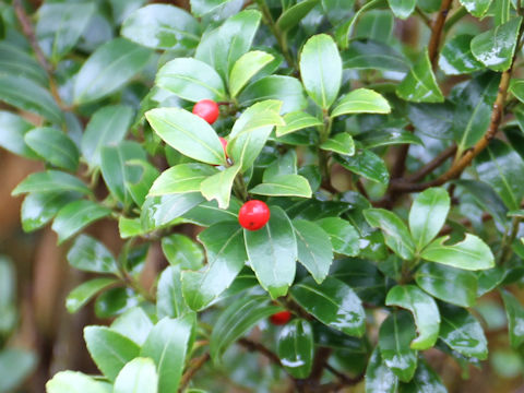 Ilex sugerokii var. brevipedunculata