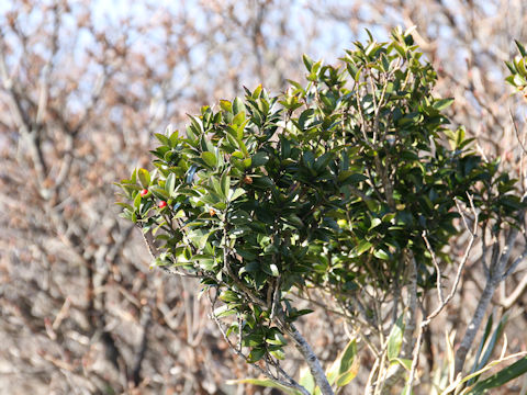 Ilex sugerokii var. brevipedunculata