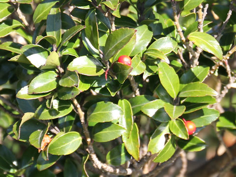 Ilex sugerokii var. brevipedunculata