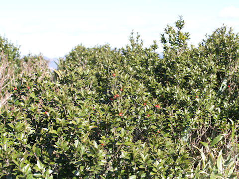 Ilex sugerokii var. brevipedunculata