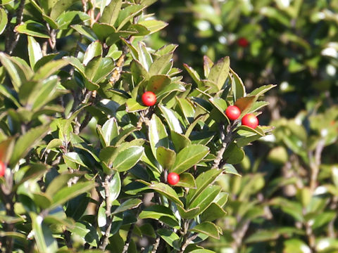 Ilex sugerokii var. brevipedunculata