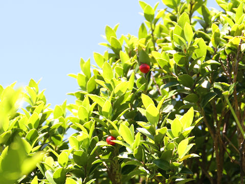 Ilex sugerokii var. brevipedunculata