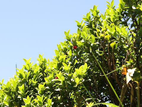 Ilex sugerokii var. brevipedunculata