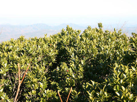 Ilex sugerokii var. brevipedunculata