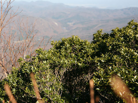 Ilex sugerokii var. brevipedunculata