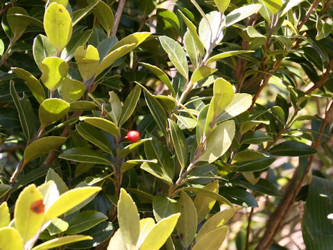 Ilex sugerokii var. brevipedunculata