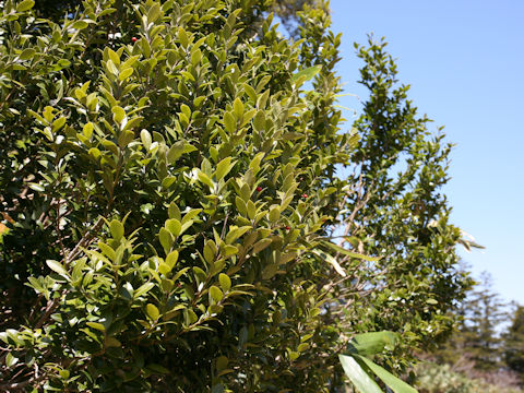 Ilex sugerokii var. brevipedunculata