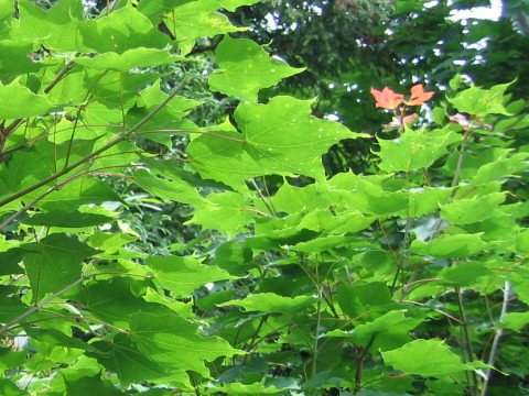 Acer mono var. mayrii