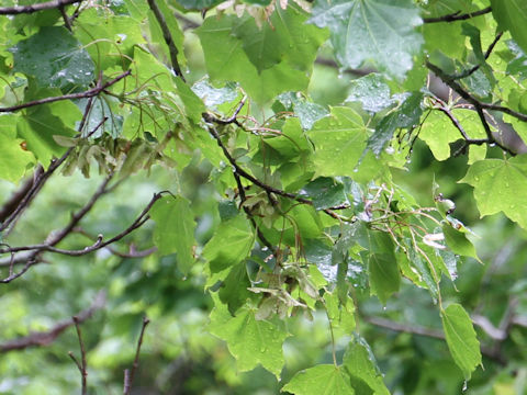 Acer mono var. mayrii