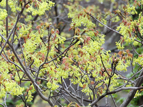 Acer mono var. mayrii