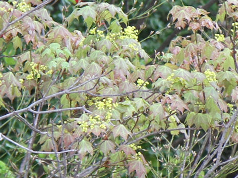 Acer mono var. mayrii