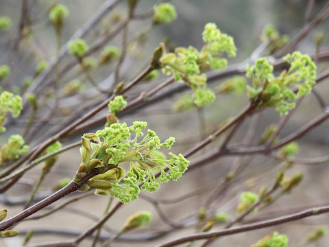 Acer mono var. mayrii