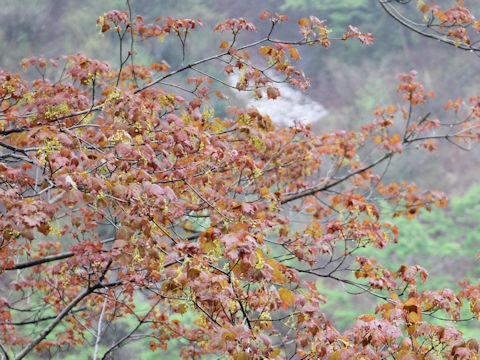 Acer mono var. mayrii