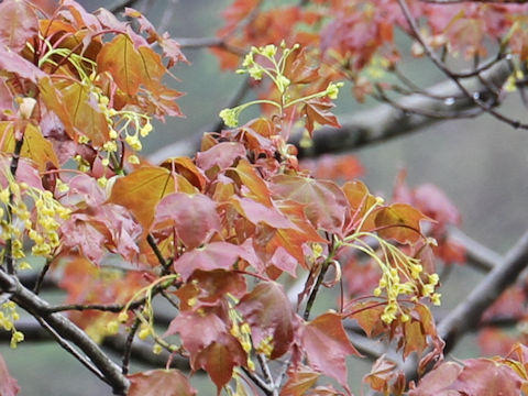 Acer mono var. mayrii